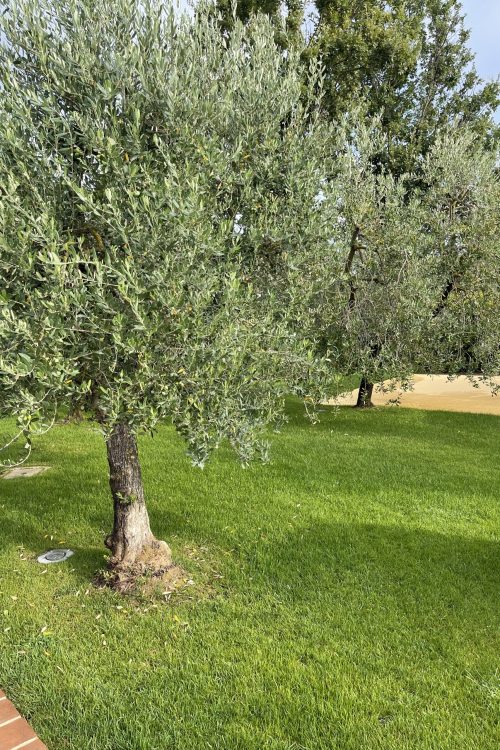 Oliventræ i Villa Uliveto Oliventræ i Villa Uliveto