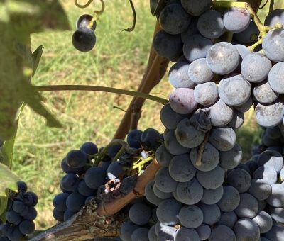 Uva_Montalcino_jr 2
